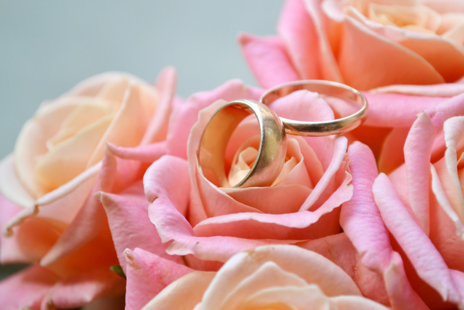 vendors | blissful brides: wedding banquet, bands, venues